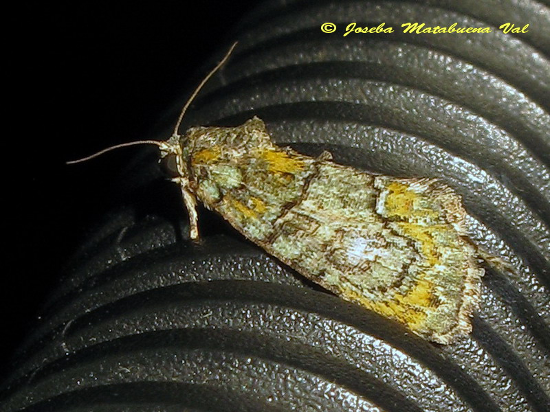 Noctuidae da id: Cryphia algae